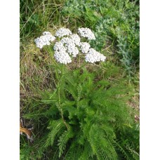 Achillea millefiori (sacchetto)