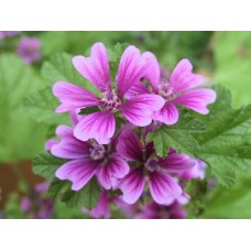 Malva (sacchetto)